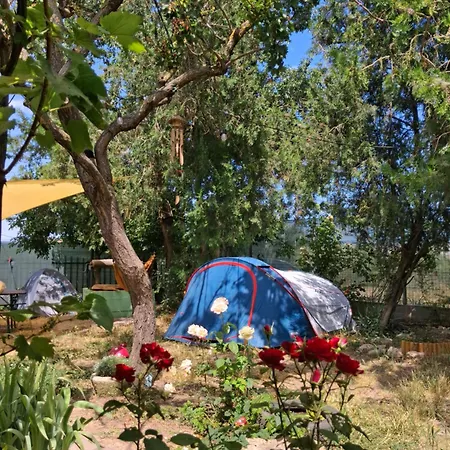 Campsite Curtea Pescarusului *