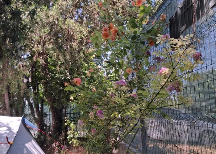 Camping Curtea Pescarusului *